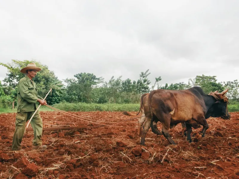 The Dictator Who Went Home: Why Cincinnatus Terrifies Every Modern Politician